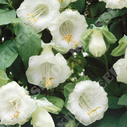 Picture of Cobaea - Scandens Alba White